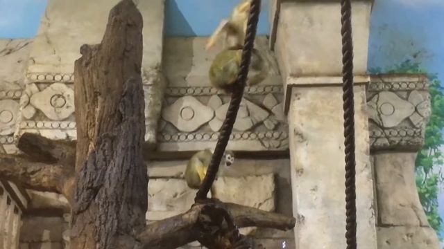 🐒638🐒 Планета Железяка и её обитатели 🐟 🐒 🐢 смотреть онлайн