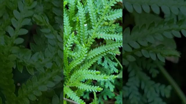Selaginella