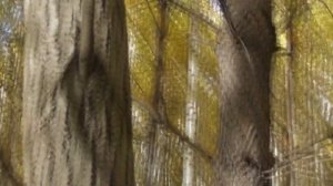 Магические свойства осины.