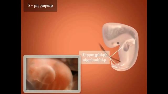 Բեղմնավորում, ներարգանդային և հետսաղմնային զարգացում