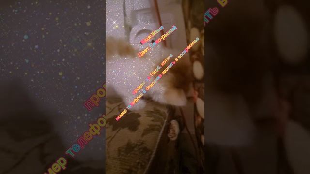 продаю котят и ватцапе группа, ссылка в описании, заходите) . смотреть онлайн