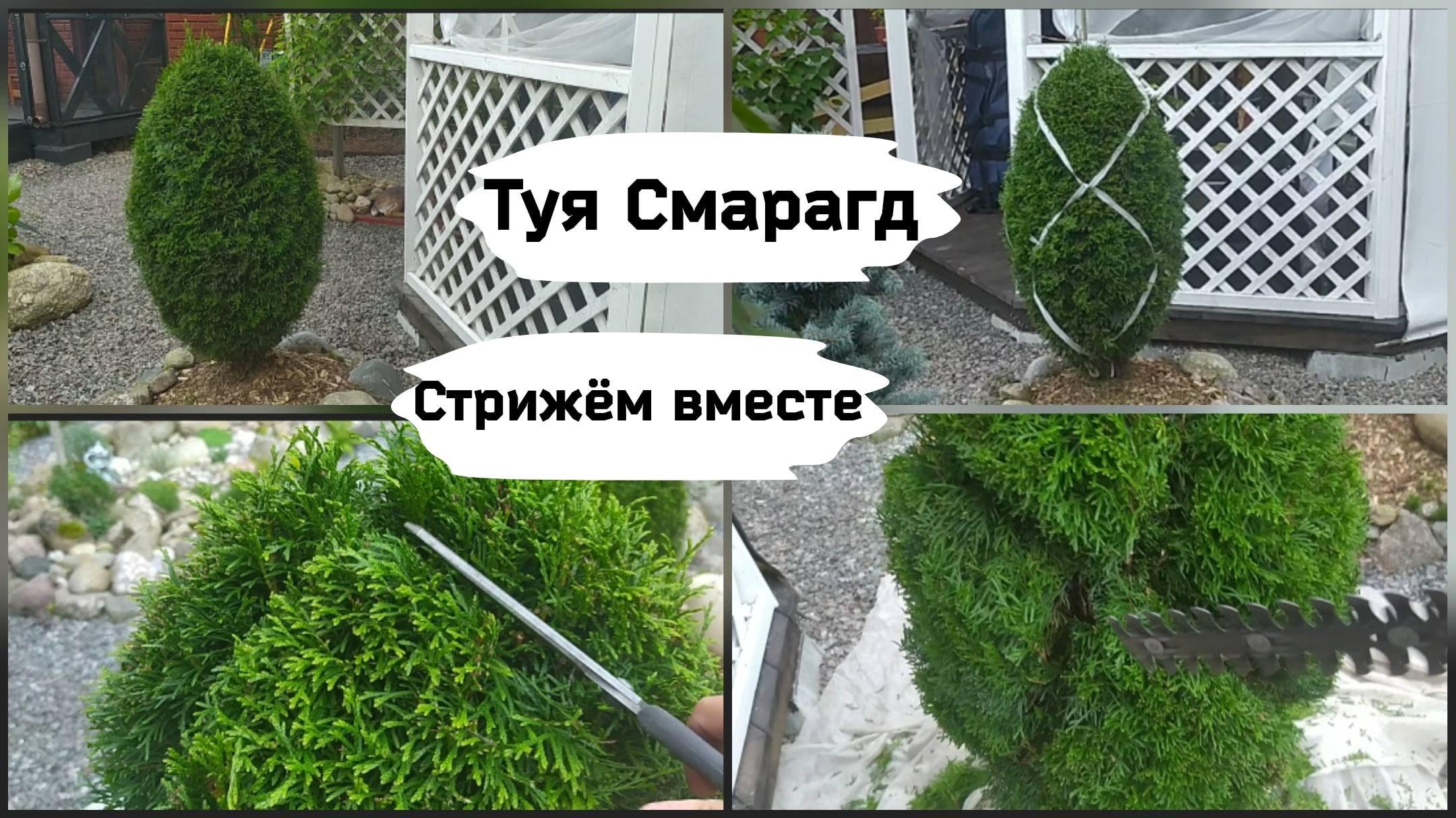 Туя Смарагд. Стрижём вместе. смотреть онлайн