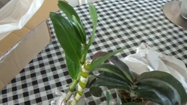 Un-boxing Orchids for my BD смотреть онлайн