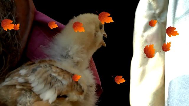 #АНЕКДОТШОУ ПРО ПАПУ ПЕТУХА смотреть онлайн