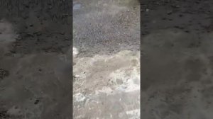 Обманка абс прицепа