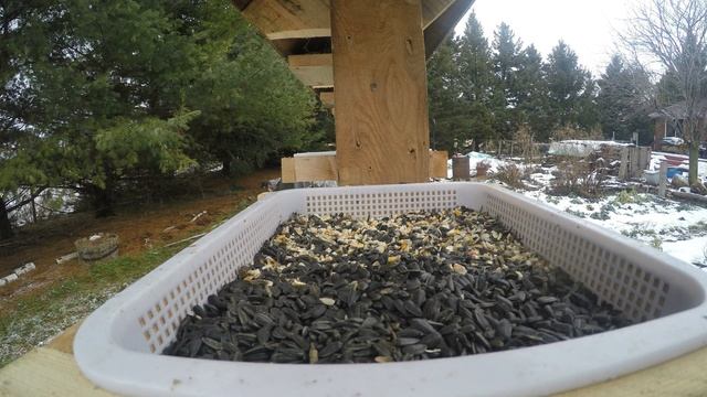 AtHomeFriendlyTecGuy - 2021 Jan 17 Ripley, Ontario, Canada: Bluejays GoPro monitor смотреть онлайн