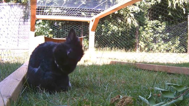 17 - Bunnysitting for a week - daily grooming routine смотреть онлайн
