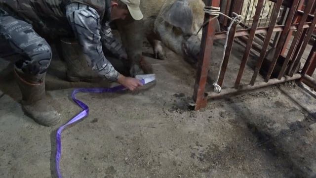 ХРЯК НА 300 КГ / КАСТРИРУЮ В ОДНОГО смотреть онлайн