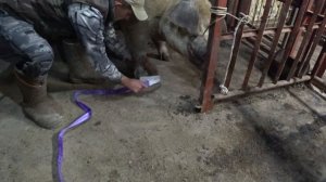 ХРЯК НА 300 КГ / КАСТРИРУЮ В ОДНОГО