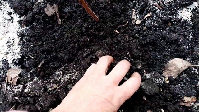 ЛУК Батун "АПРЕЛЬСКИЙ". Посадка Кустами по КЛУБНИКЕ. 09. 03. 2020г. смотреть онлайн