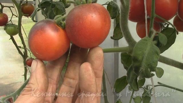 О сортах томатов О "Мохнатых" сортах томатов (часть 1) смотреть онлайн