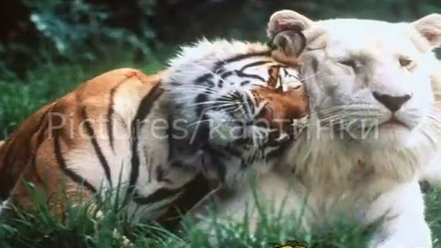 Любимые животные 2😘 смотреть онлайн