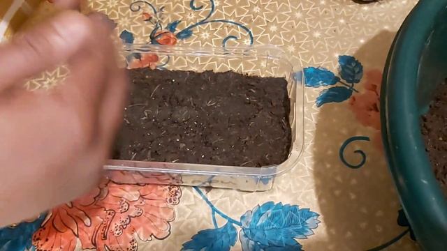 Shokher Bagan Oxford 2021: How to start sowing Amaranth/Amaranthus indoor | Kivabe Dugi/Dataa Rupon смотреть онлайн