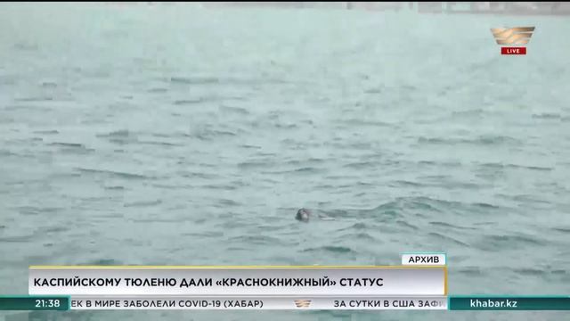 Каспийского тюленя внесли в Красную книгу Казахстана смотреть онлайн