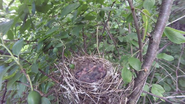 Чечевица 170618 3 в терне 23июня 6