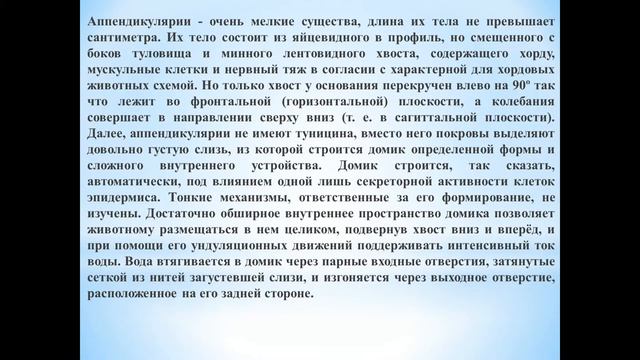 Животные (Часть 85) - Класс Аппендикулярии