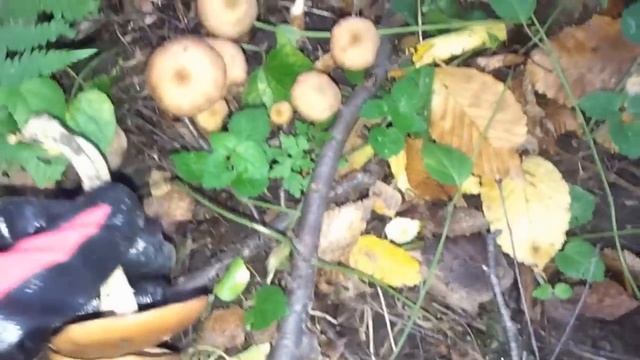 Грибы. Опята. Мой первый поход в лес за грибамы 2014 смотреть онлайн