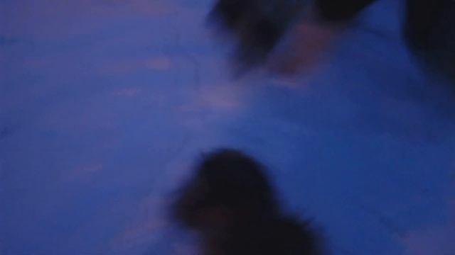 шуба из енота для пинчера смотреть онлайн