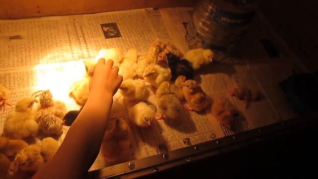 От наклева до рождения//вывод цыплят//кормушка в действии//деревенская жизнь смотреть онлайн