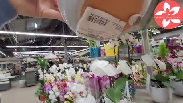 Обзор орхидей в магазине ОБИ метро Тёплый стан смотреть онлайн