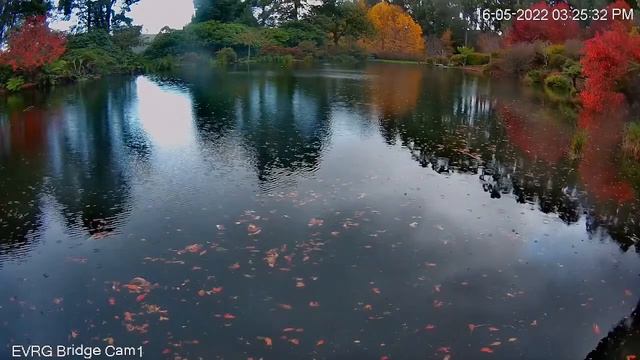 Emu Valley Rhododendron Garden Live Stream смотреть онлайн