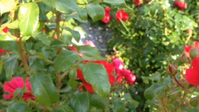 Клумбы из роз смотреть онлайн