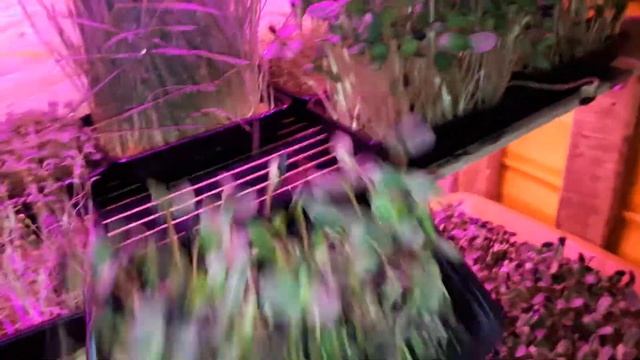витргасс фреш пшеницы смотреть онлайн