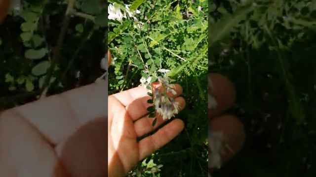 Цветение кустарника Софора Давида смотреть онлайн