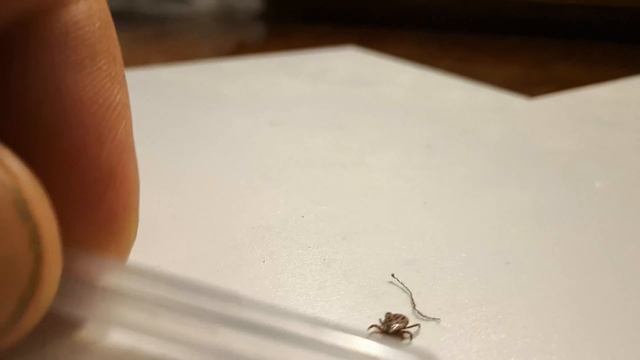 КЛЕЩИ. ВСЕ, ЧТО НУЖНО ЗНАТЬ. MITE. EVERYTHING YOU NEED TO KNOW смотреть онлайн