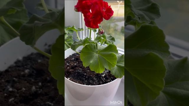 Полив пеларгоний? в каком количестве и как часто❤️ #пеларгония #flowers #цветынабалконе смотреть онлайн