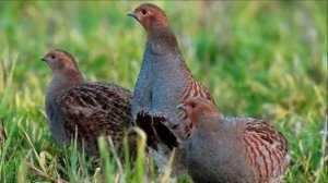 Куропатки как бизнес идея