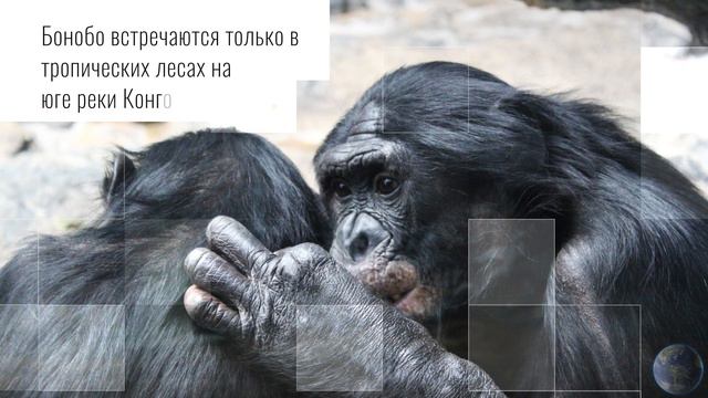 Всемирный день бонобо. В МИРЕ ЖИВОТНЫХ. ДЕНЬ В ИСТОРИИ. СПАСЕНИЕ БОНОБО! Приматы. Шимпанзе. Обезьян смотреть онлайн
