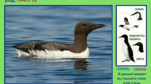 Кайра. Голоса птиц