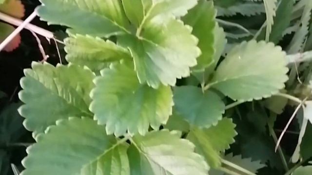 Зачем я выращиваю крапиву на даче смотреть онлайн