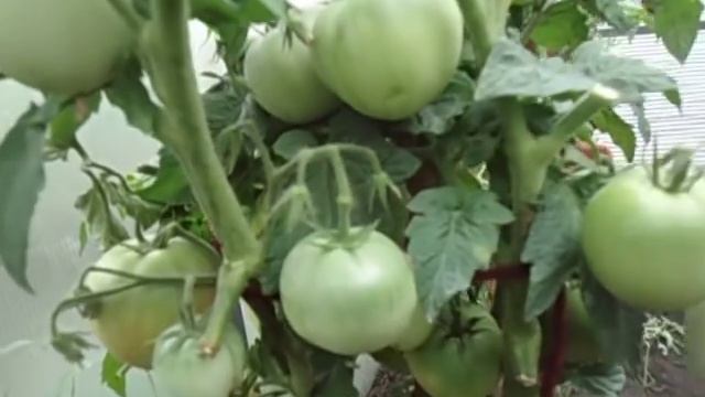 САМЫЙ ВЫНОСЛИВЫЙ ТОМАТ - СИБИРСКИЙ СОРТ ДЕМИДОВ. ВИДЕООБЗОР. Ольга Чернова 5 июля смотреть онлайн