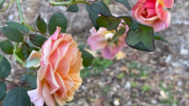 🌹🌹 Rose Harvest and Last Cut Flower Garden Tour Before Frost 🌹🌹 Cut Flower Garden November 2022 смотреть онлайн
