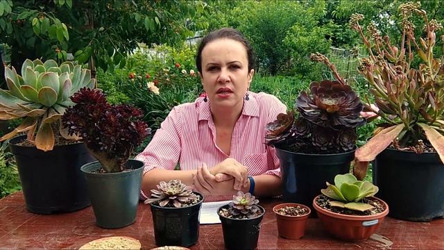 Эониумы: ответы на ваши вопросы об уходе смотреть онлайн