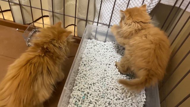 【保護猫】捨てられた３匹の子猫が我が家にやってきた。 смотреть онлайн