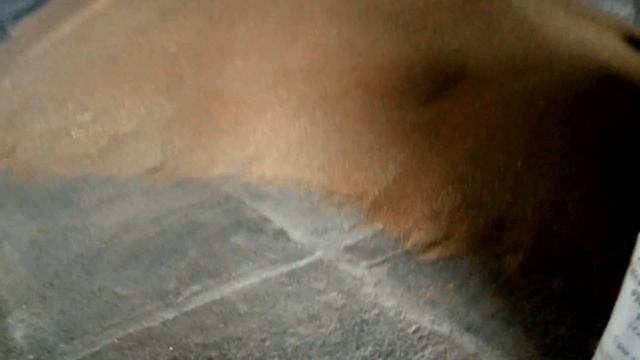 ТАК ВОТ ИЗ ЧЕГО ДЕЛАЮТ ХАЛВУ И ХЛЕБ. смотреть онлайн