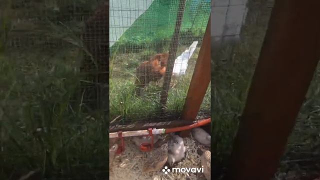 Содержание перепелов на улице смотреть онлайн