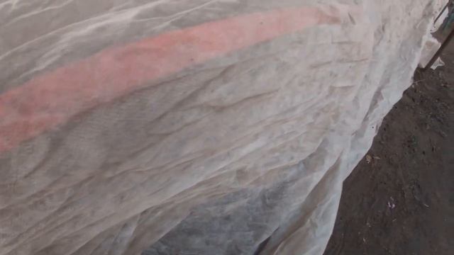 Черенкование хризантем.Основы. смотреть онлайн