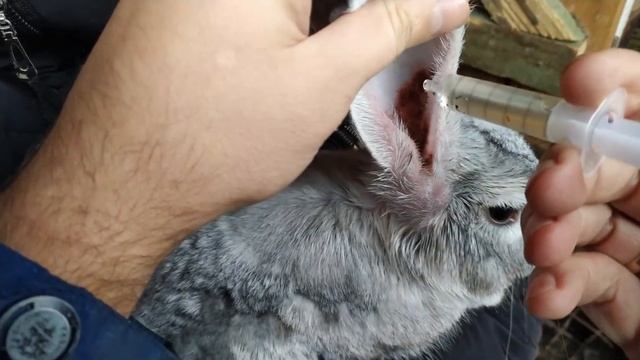 КРОЛИКИ!!! Болезнь кроликов! (УШНОЙ КЛЕЩ) смотреть онлайн