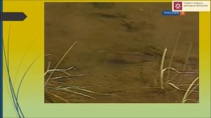 Видеолекция. 1 класс. Земноводные.