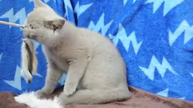 Британский лиловый котенок кошка Barbie смотреть онлайн