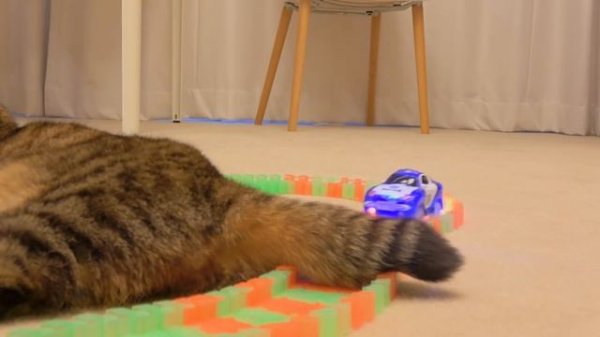 Cats vs Racing Car | Kittisaurus