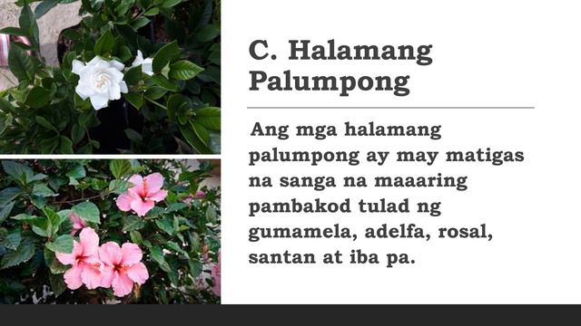 MGA HALAMANG ORNAMENTAL (EPP4) смотреть онлайн