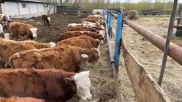 Молодые бычки Ферма смотреть онлайн