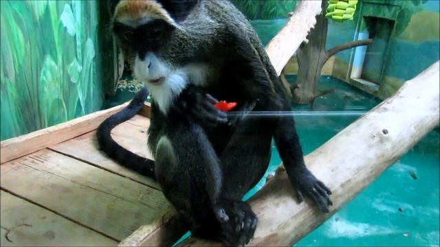 Мартышка бразза. Играем и проявляем любопытство. 12.01.19 г. смотреть онлайн