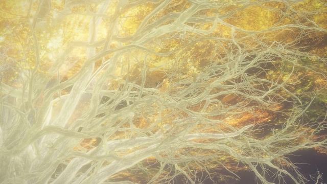 Elden Ring: Đốt Erdtree смотреть онлайн