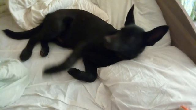 Ругаю свою собаку! Смотреть всем! Тиме стало стыдно!